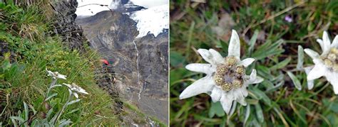 Walkers Britain Alpine Flowers A Mountain Walkers Guide
