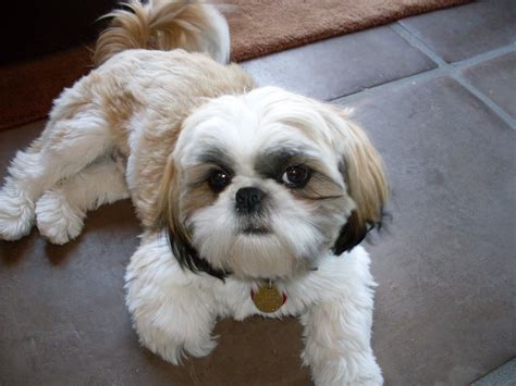 Maltese puppies will need basic obedience training but will always respond well to a rudimentary reward system. Shih Tzu Potty Training: Basic Concepts To Learn ...