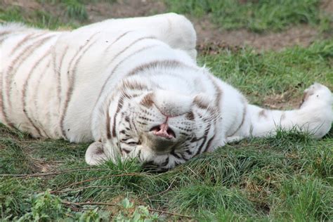 White Tiger Zoochat