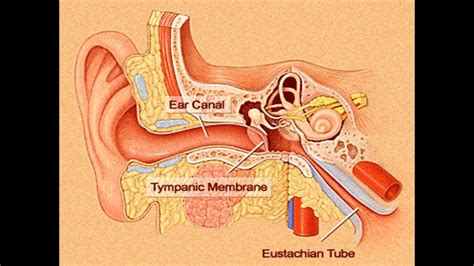 Eustachian Tube Dysfunction Drfoheid Alsobei Youtube