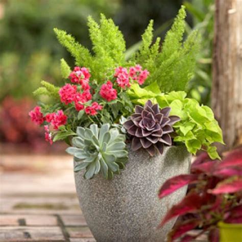 Cacti pot with flowering cacti finallyyyy! 24 Patio Perk-Ups | Flower, Asparagus fern and Front doors