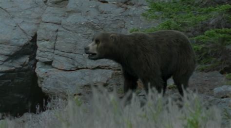 Cave Bear Walking With Wiki Fandom Powered By Wikia