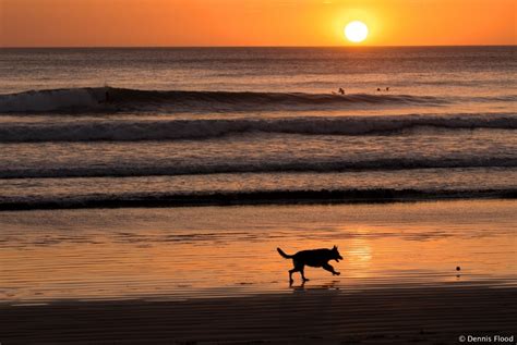 Dog Playing On Beach At Sunset Dennis Flood Photography