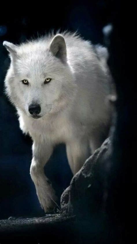Pin By Ion On Волк Wolf Spirit Animal Wolf Dog Beautiful Wolves