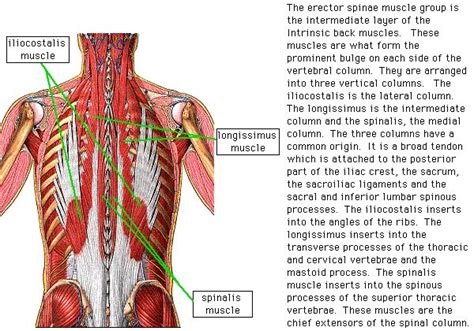 Erector Spinae Muscle Group Muscle Groups Muscle Anatomy And Physiology