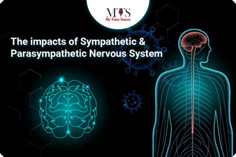 The Impacts Of Sympathetic And Parasympathetic Nervous System