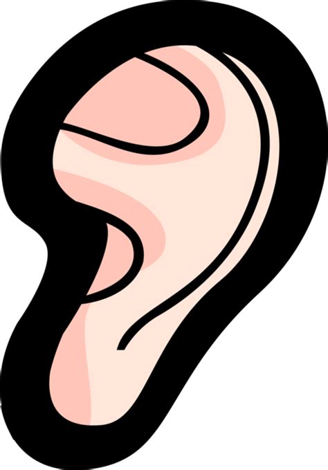 Hearing Clipart Human Ear Hearing Human Ear Transparent Free For