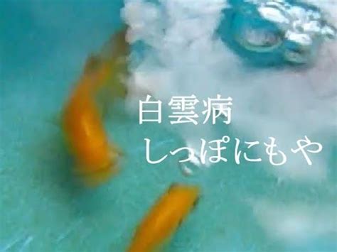 Include (or exclude) self posts. 驚くばかり 白雲 病 画像 - 画像美しさランキング