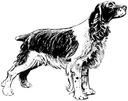 This coloring page was published on 16/01/2015 in the category: cocker spaniel template | Free vector >> Vector clip art ...