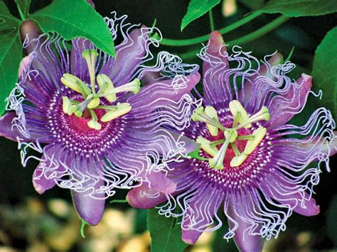 Let S Enjoy The Beauty Passion Flower One Of The World S Most Beautiful Flowers