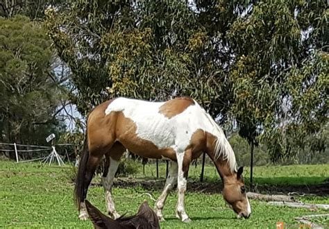 Very quiet and easy to do everything with. Paint Mare for 1500.00$. Horses for sale at NSW, Taree. Buckskin Quarter Horse | HorseYard AU