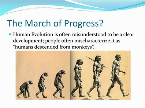 PPT - Human Evolution PowerPoint Presentation, free download - ID:6096397