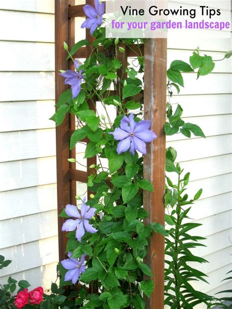 Whether you want to learn about planting or need to fix a fence our handy guides will give you green fingers in no time. Vine Growing Tips for Your Garden Landscape - Turning the ...