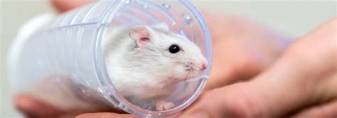 Hamster Health And Welfare Tips Rspca Rspca Uk