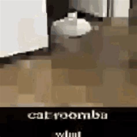Cat Meme  Cat Meme Discover And Share S
