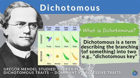 Dichotomous Definition And Examples Biology Online Dictionary