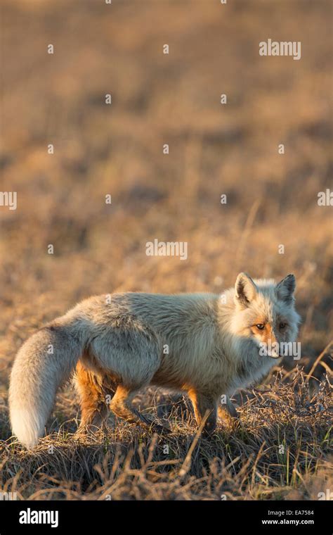 Red Fox Arctic Fox Standing Hi Res Stock Photography And Images Alamy