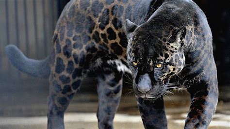 Jaguar Wallpapers Top Free Jaguar Backgrounds Wallpaperaccess