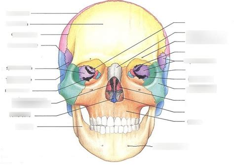 Frontal Facial Bone Diagram Quizlet