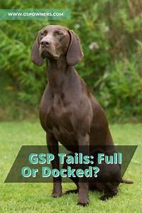 Gsp Tails Full Or Docked An Easy Guide To Gsp Tails Gsp Owners