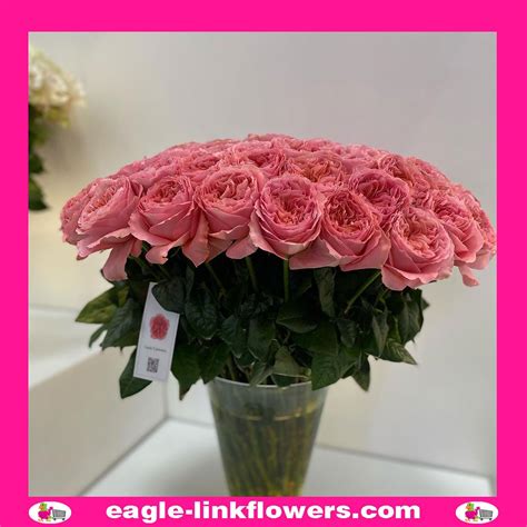 Rose Pink Expression Garden Scented Roses Eagle Link Flowers