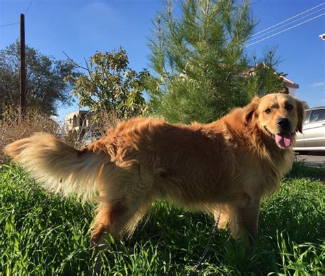 30 Best Names For Golden Retrievers Pictures Dogtime