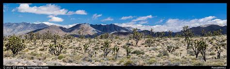 Panoramic Picturephoto Mojave Desert Landscape With Joshua Trees And
