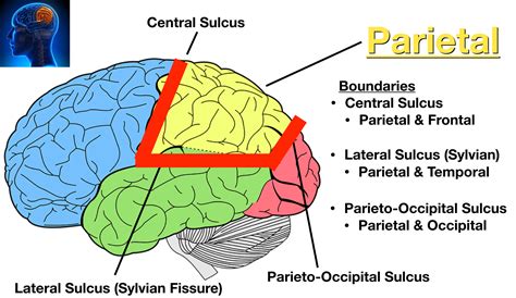 Lobes Of The Brain Cerebral Cortex Anatomy Function Labeled Diagram