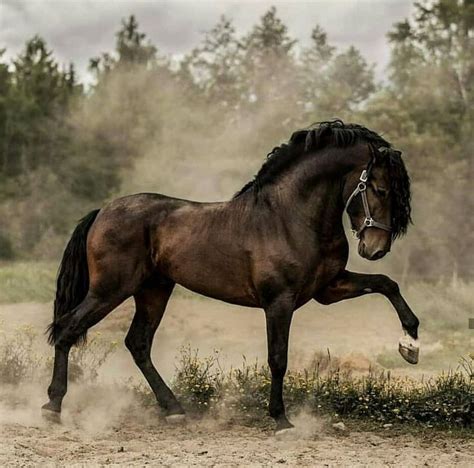 Horses | Horses, Pretty horses, Most beautiful horses