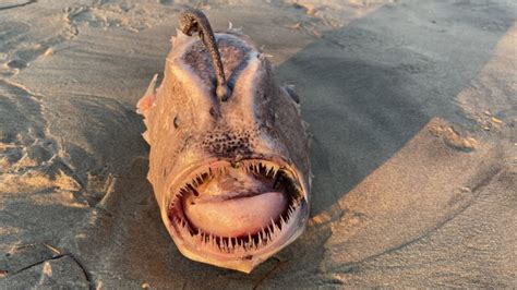 Strange Fish Found On Us Beach American Chronicles