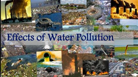 Effects Of Water Pollution Diagram Quizlet