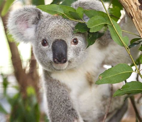 Pin By Ella Lewis On Animals Baby Animals Australian Mammals Cute