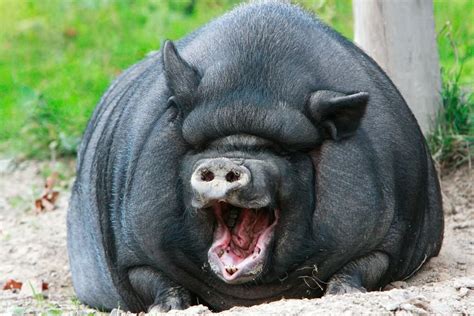 Pin By Doug Hortenstine On Pigs Laughing Animals Smiling Animals