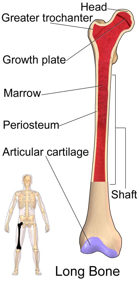 With age, it can be predominantly found in flat and long bones such as the hip. Femur - Wikiwand