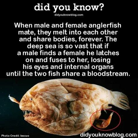 Interesting Angler Fish Deep Sea Animal Planet