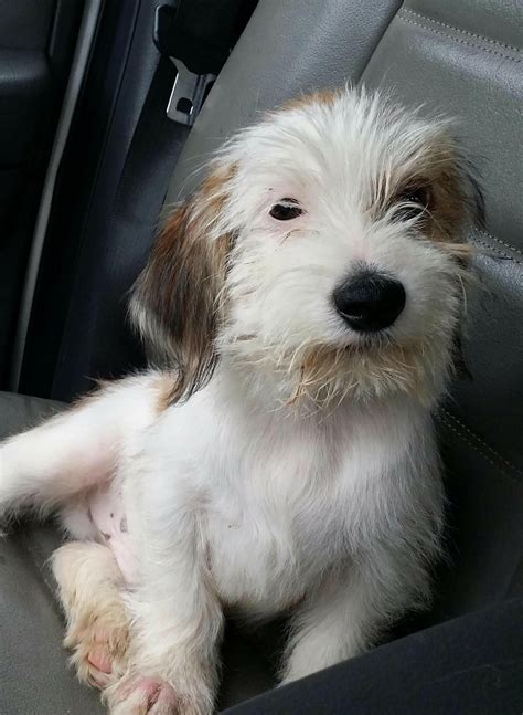 Custom pathfinder goals is here! Adopt Havanese/shih tzu on Petfinder | Shih tzu, Havanese ...