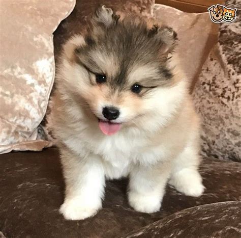 We are willing to send with him. Pomsky Puppies for Adoption FOR SALE ADOPTION from ...