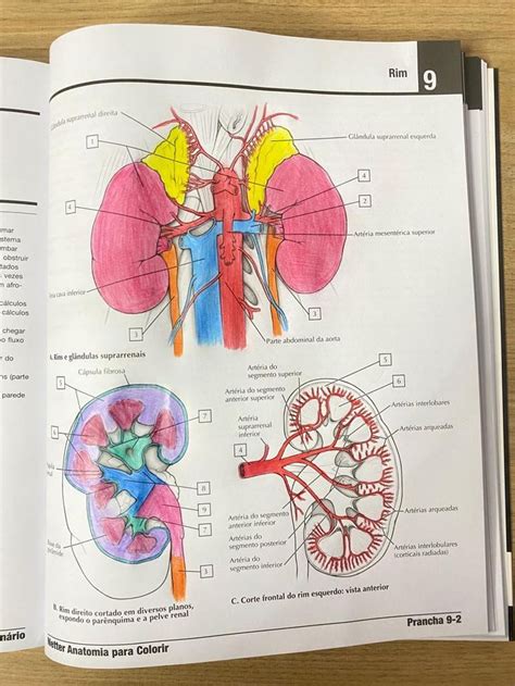 Livro De Anatomia Netter Para Colorir Livros De Anatomia Anatomia