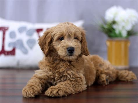 Australian labradoodle and goldendoodle puppies are easy to fall in love with at the first sight. Miniature Goldendoodle Puppies For Sale Near Me