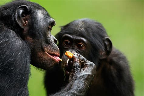 Bonobos Share Food When Chimps Wont — More Evidence That Bonobos Are