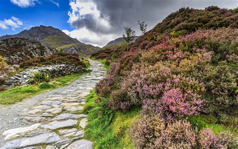 Snowdonia National Park Wales Conwy United Kingdom Heather Flower Stone