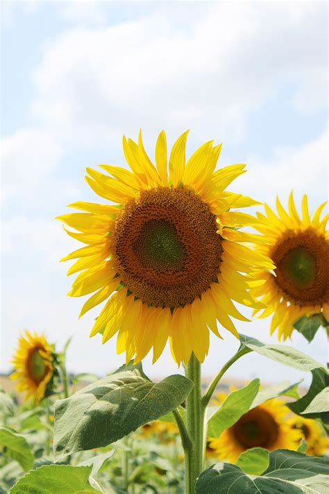 Yellow Sunflower Under Blue Sky · Free Stock Photo