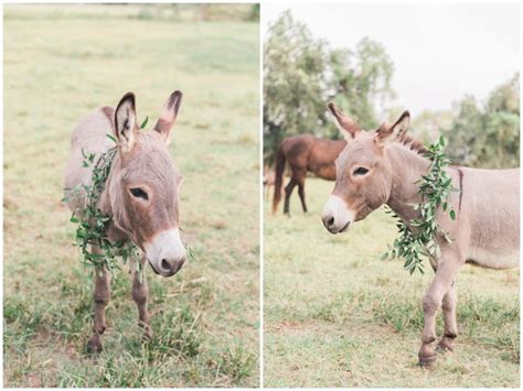 White Barn Wedding With A Wreath Wearing Donkey The Bledsoes Photography