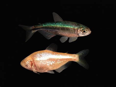 Irp Researchers Identify How Eye Loss Occurs In Blind Cavefish Nih