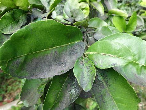 Whether flat against leaves or fruit, or lumpy bumps on branches or stems, this widespread while its primary target is citrus trees, it also feeds on olives and other fruit, and can. Citrus: Scale insects and sooty mold | Read: www.ctahr ...