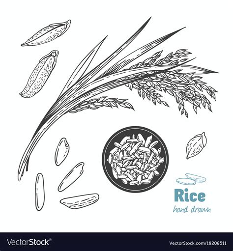 Rice Hand Drawn Royalty Free Vector Image Vectorstock
