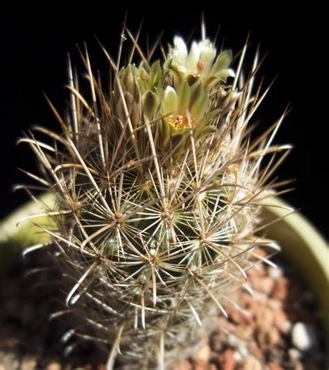 Skatiet 12 sociālās lapas, ieskaitot facebook un twitter, stundas, tālrunis, epasts, tīmekļa vietnes un sīkāku cactus jungle darbojas audzētavas un dārza piederumi, floristi aktivitātēs. Sclerocactus scheeri - Cactus Jungle