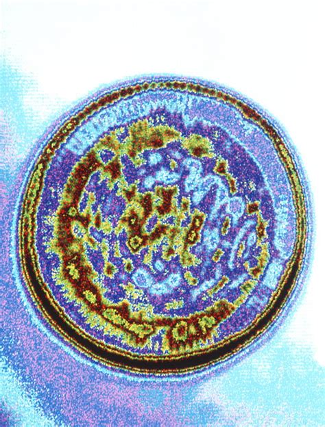 Computer Graphic Image Of A Rhinovirus Particle Photograph By Alfred