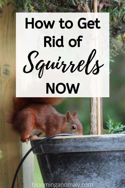 How To Get Rid Of Squirrels Now Get Rid Of Squirrels Squirrel Digging Holes