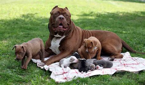 Thường vào mỗi chiều, chú. Giá chó Pitbull Thuần Chủng tại Việt Nam - Bảng giá chi ...